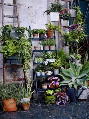 Quelles plantes pour un balcon fleuri