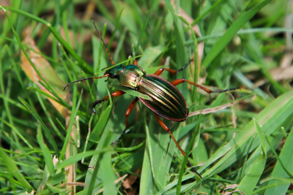 Quels insectes attaquent le bois ?